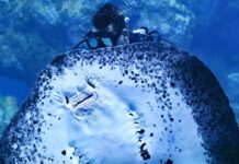 Family Scuba Diving: How to Get Kids Started Safely