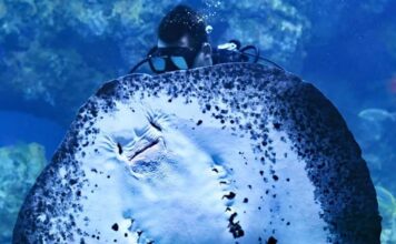 Family Scuba Diving: How to Get Kids Started Safely