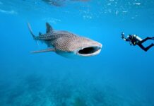 Shark Conservation Dive Travel: How to Choose an Ethical Trip