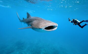 Shark Conservation Dive Travel: How to Choose an Ethical Trip