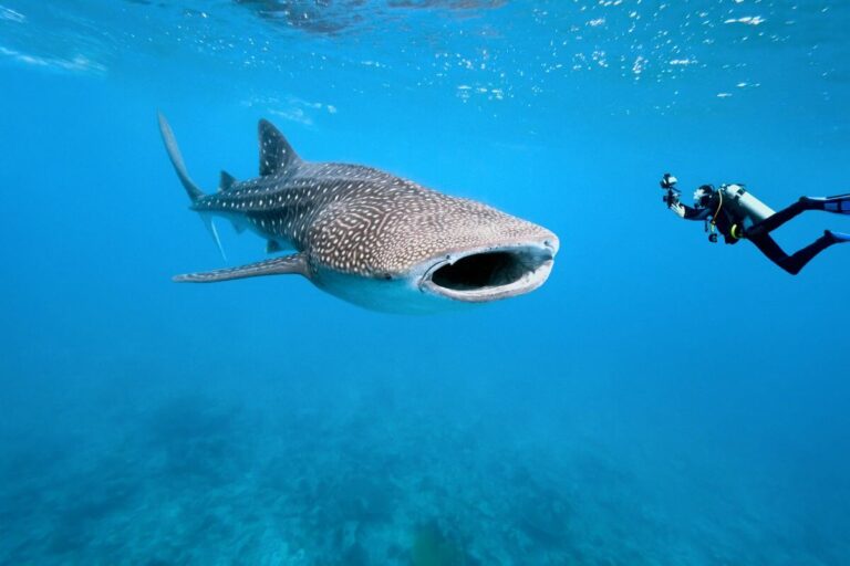 scuba diving with whale shark