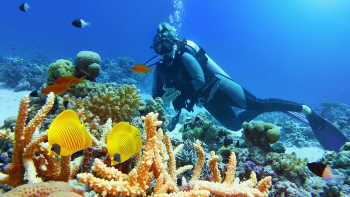 Scuba diver swimming above a coral reef.