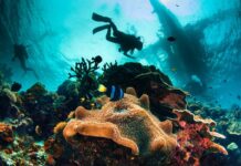 Planning Your First Dive Holiday from the UK Scuba divers above a reef beneath a boat.