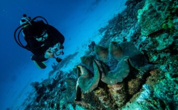 Underwater Photography Etiquette: Getting the Picture Without Disturbing Wildlife Underwater photographer beside a reef.